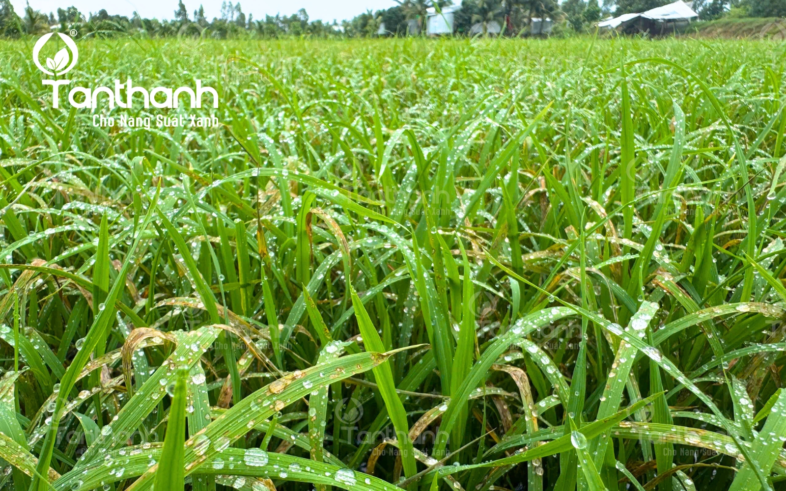 Lúa sụp mặt bởi sai lầm phổ biến trong canh tác