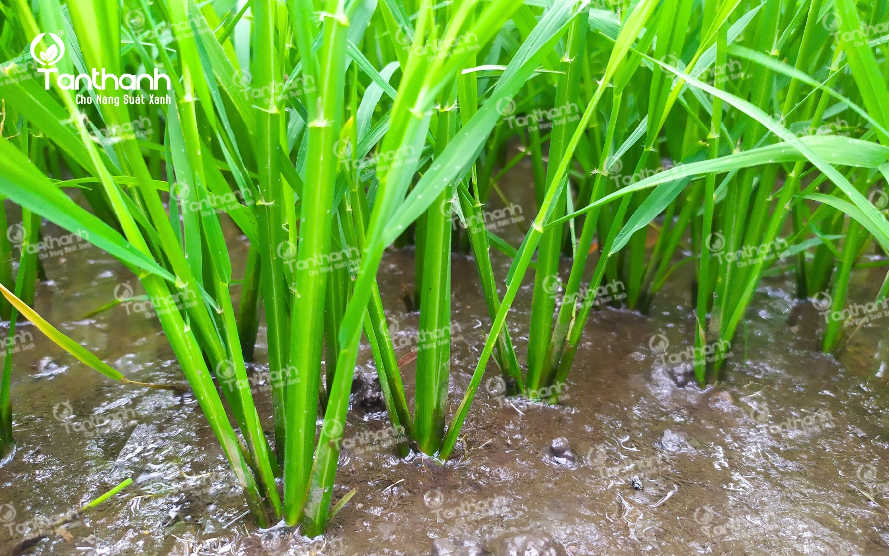 Bí quyết tối đa chồi hữu hiệu Bí quyết tối đa chồi hữu hiệu