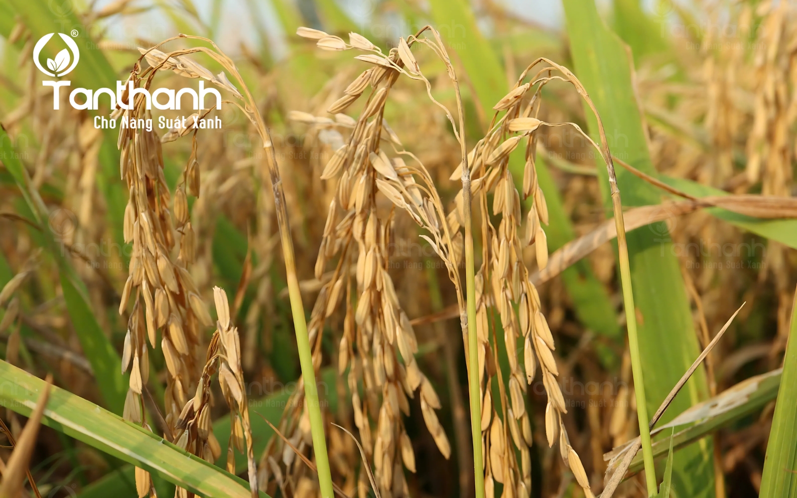 Lúa sụp mặt bởi sai lầm phổ biến trong canh tác