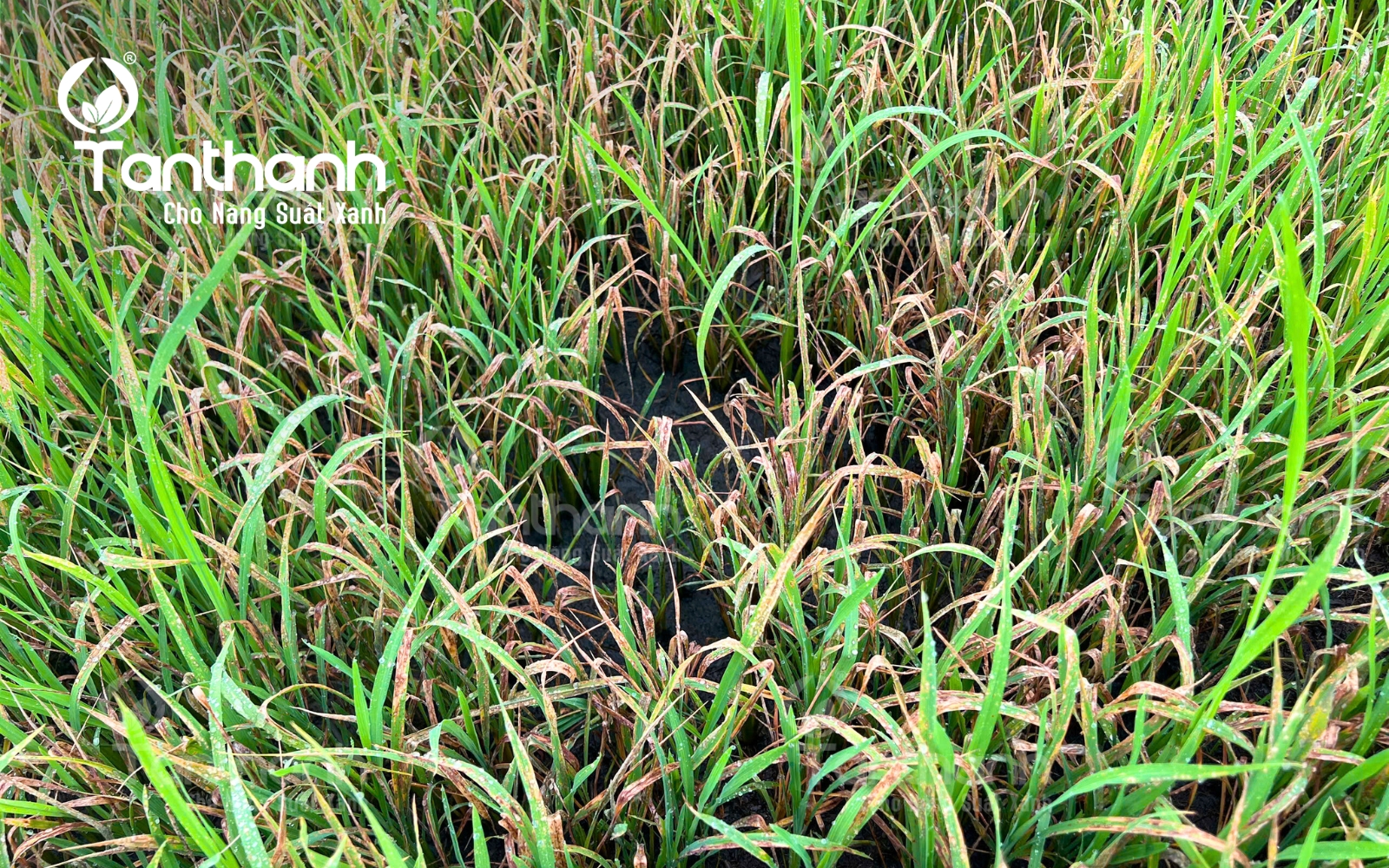 Lúa sụp mặt bởi sai lầm phổ biến trong canh tác