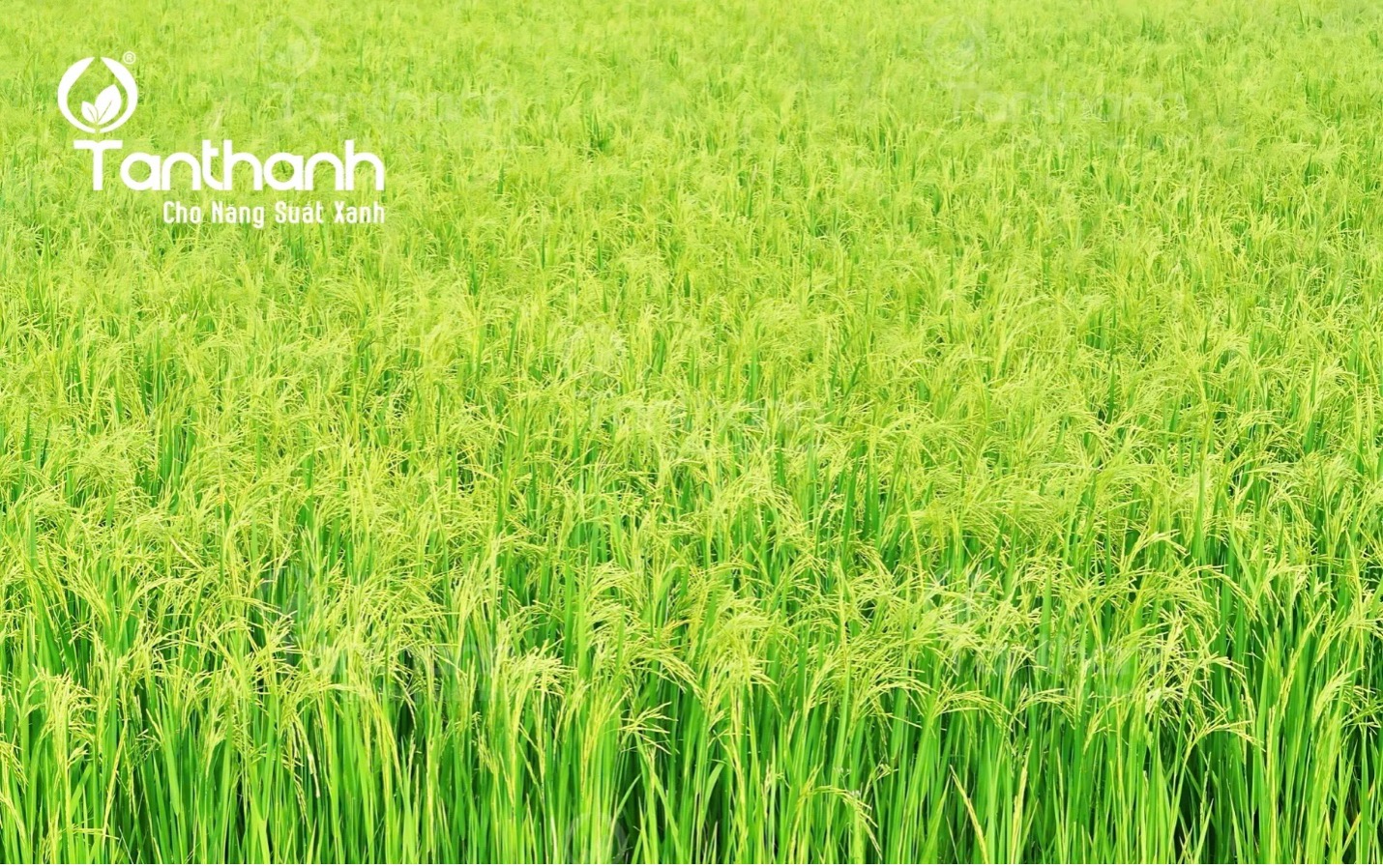 Lúa trổ phun thuốc gì để quản lý bệnh hại?
