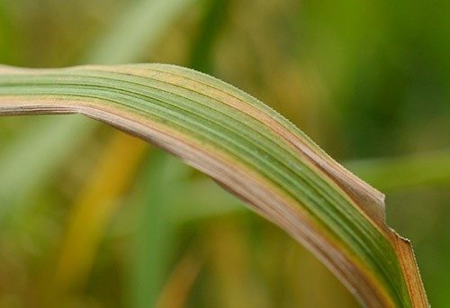 BỆNH HẠI DO VI KHUẨN NHÀ NÔNG CẦN ĐẶC BIỆT QUAN TÂM