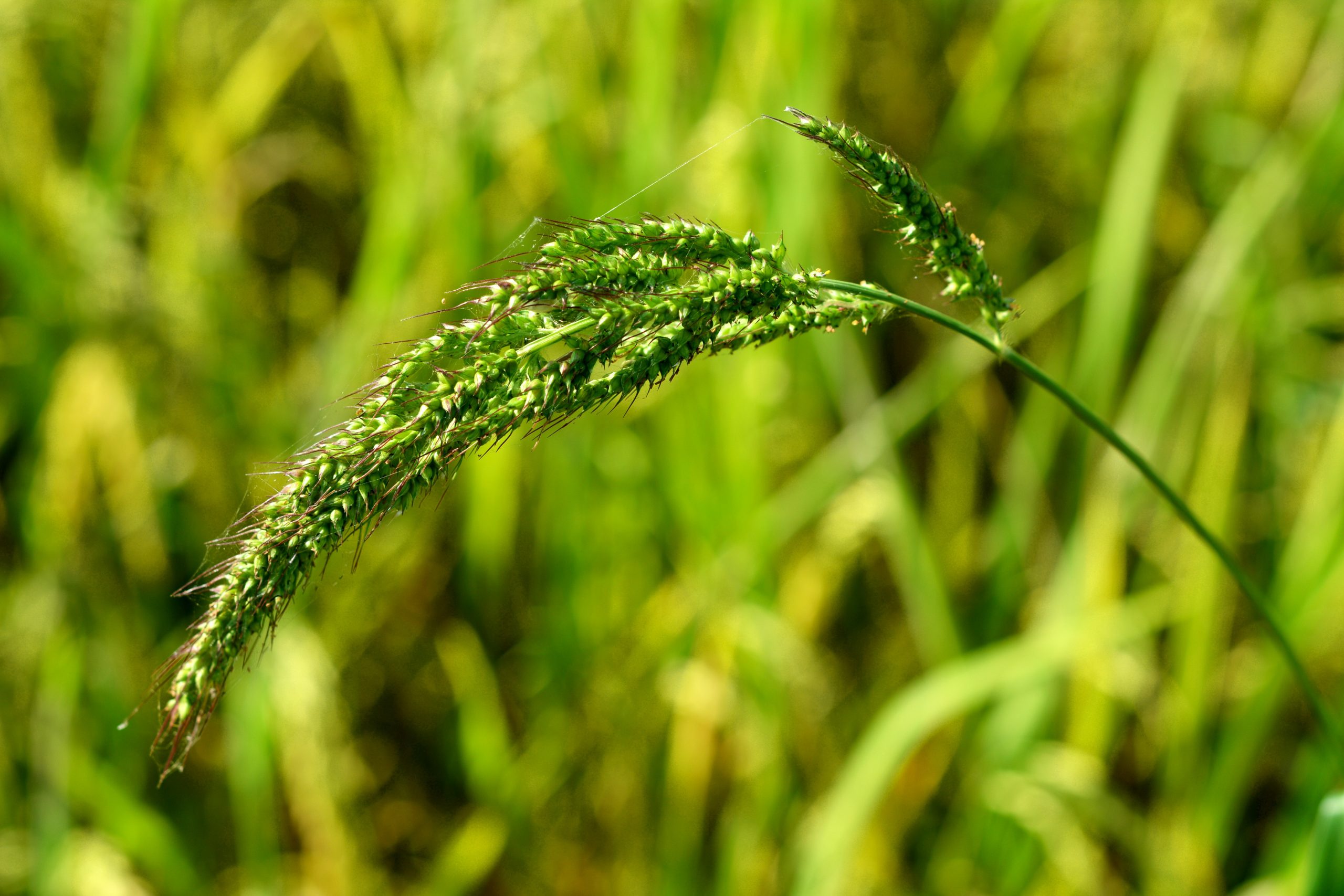 ruộng lúa sạch cỏ