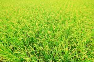 SẢN PHẨM LACASOTO 4SP