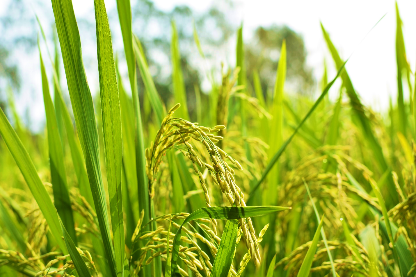 SẢN PHẨM LACASOTO 4SP
