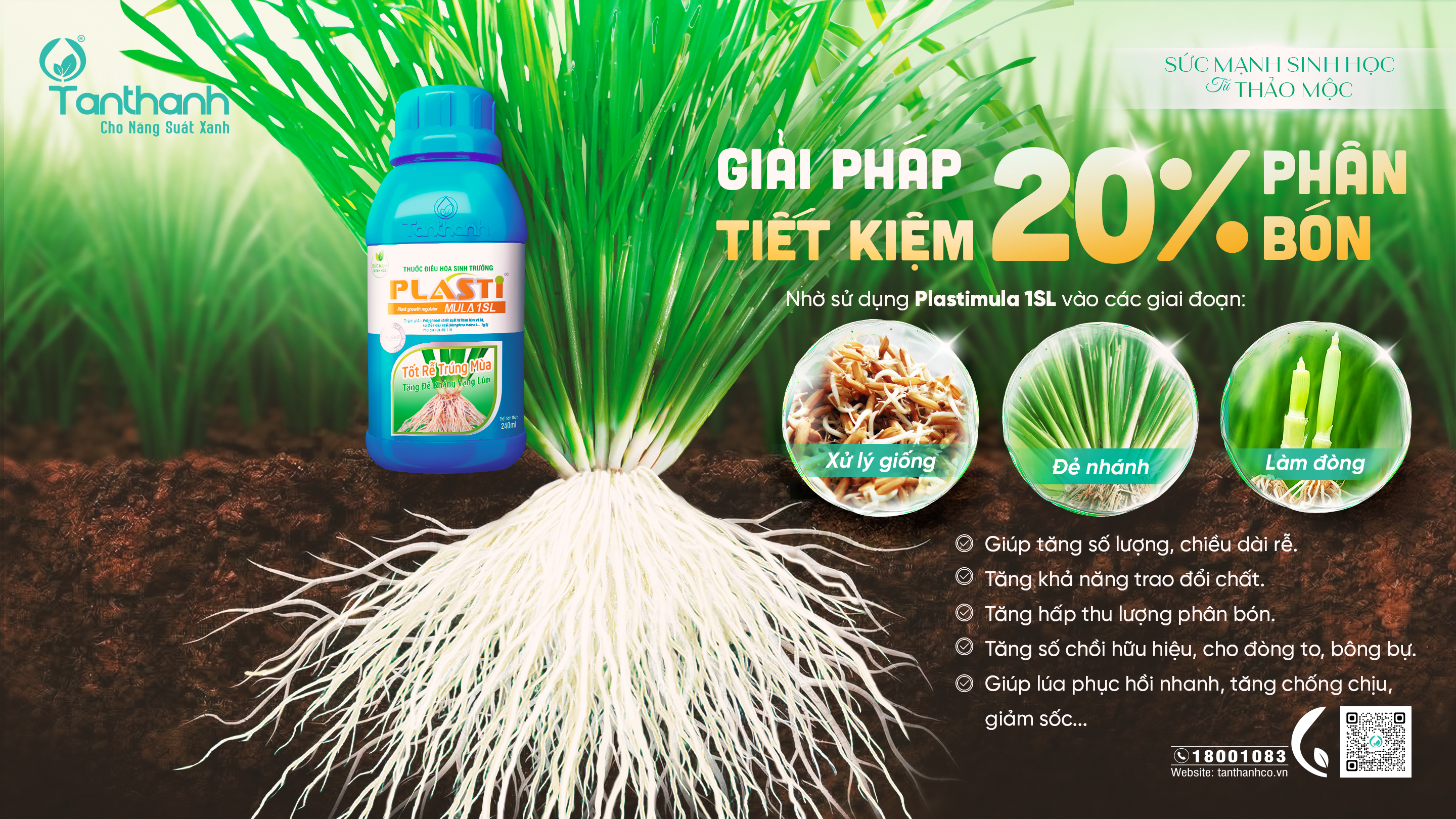 Vàng cam trên lúa không chỉ do bệnh mà là tổ hợp của 3 yếu tố Vàng cam trên lúa không chỉ do bệnh mà là tổ hợp của 3 yếu tố