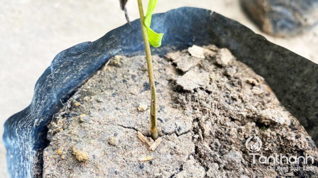 TÂN THÀNH KHUYẾN CÁO GIẢI PHÁP TRÊN MÃNG CẦU