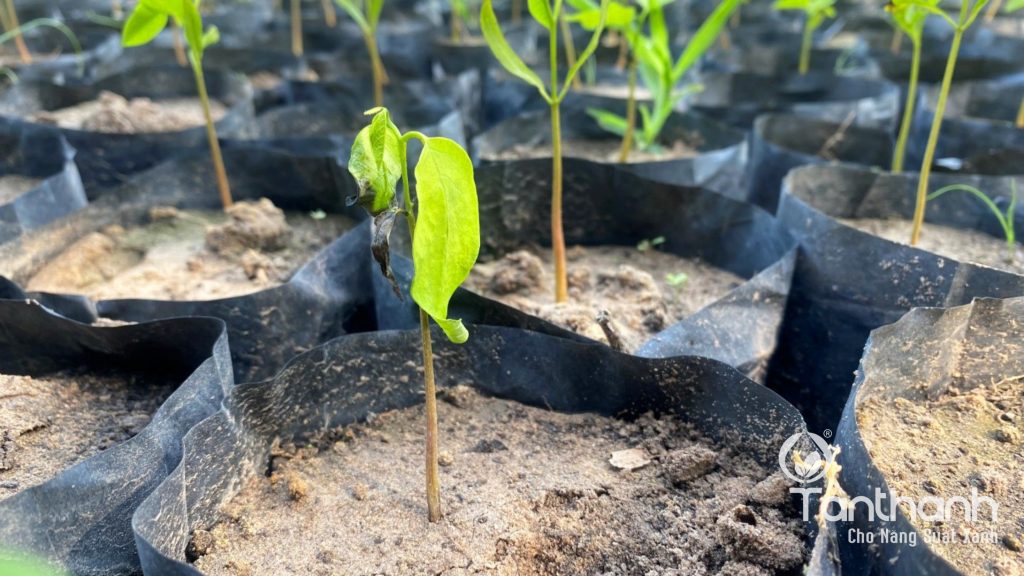 TÂN THÀNH KHUYẾN CÁO GIẢI PHÁP TRÊN MÃNG CẦU