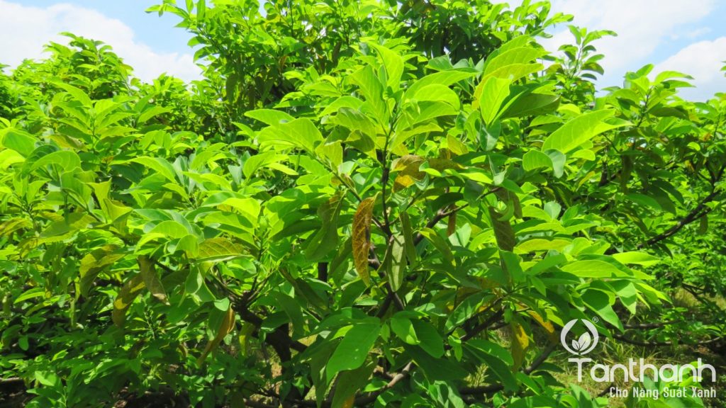 TÂN THÀNH KHUYẾN CÁO GIẢI PHÁP TRÊN MÃNG CẦU