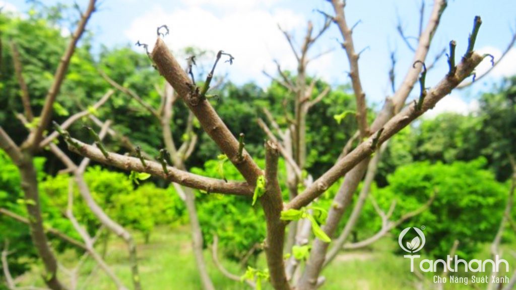 TÂN THÀNH KHUYẾN CÁO GIẢI PHÁP TRÊN MÃNG CẦU