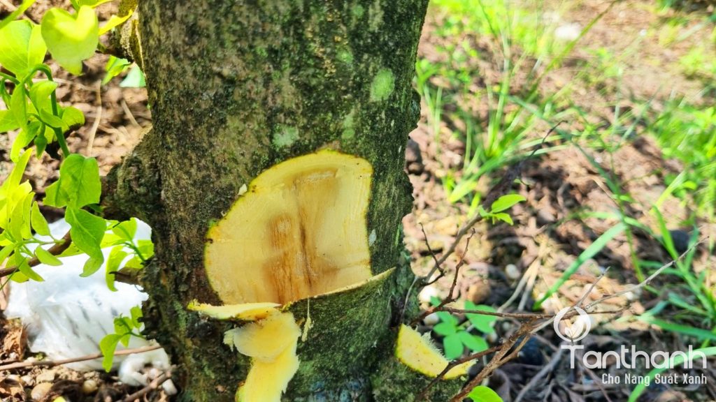 TÂN THÀNH KHUYẾN CÁO GIẢI PHÁP TRÊN MÃNG CẦU