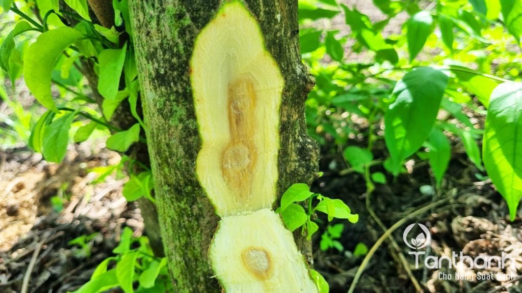 TÂN THÀNH KHUYẾN CÁO GIẢI PHÁP TRÊN MÃNG CẦU