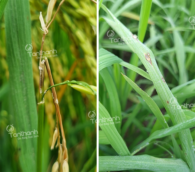 GIẢI PHÁP ĐẶC TRỊ ĐẠO ÔN HẠI LÚA