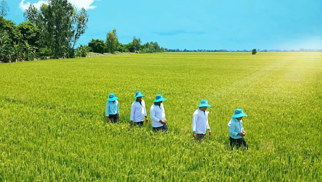 GIẢI PHÁP ĐẶC TRỊ ĐẠO ÔN HẠI LÚA