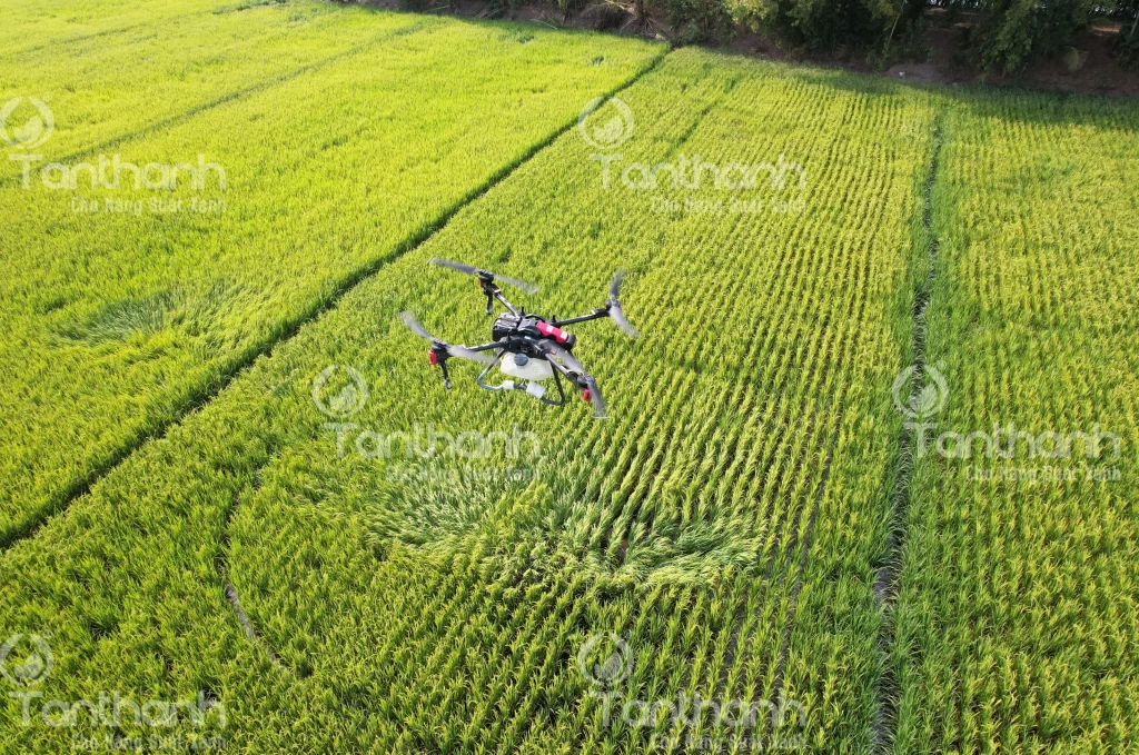 SÂU ĐỤC THÂN HẠI LÚA