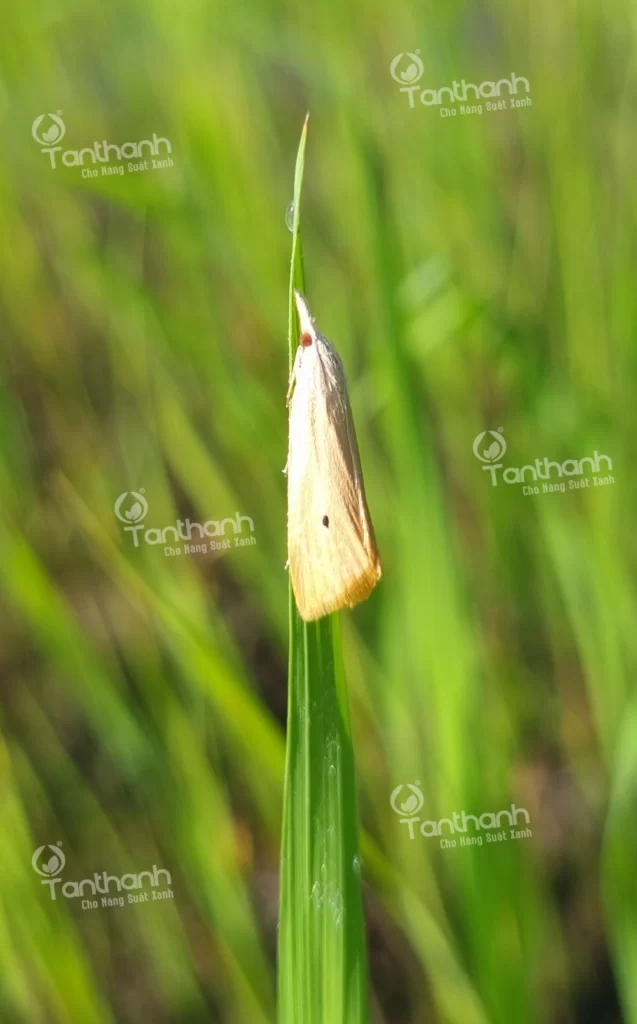 SÂU ĐỤC THÂN HẠI LÚA