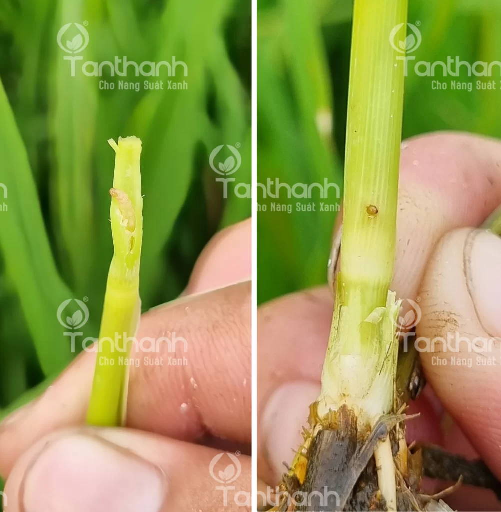 SÂU ĐỤC THÂN HẠI LÚA