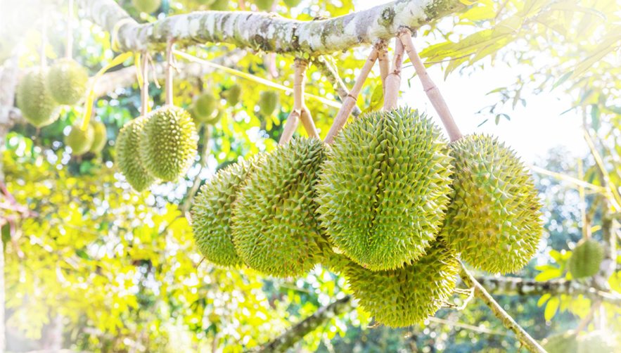 PHÒNG TRỪ SÂU BỆNH HẠI TRÊN SẦU RIÊNG ĐÚNG CÁCH