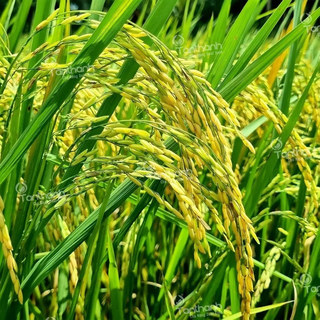 Lúa vào gạo liên tục bằng giải pháp sinh học Lacasoto 4SP