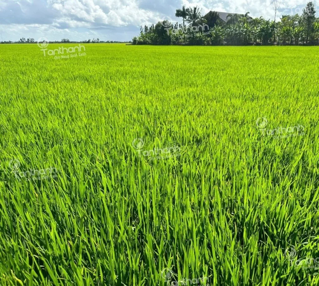 Lúa vào gạo liên tục bằng giải pháp sinh học Lacasoto 4SP