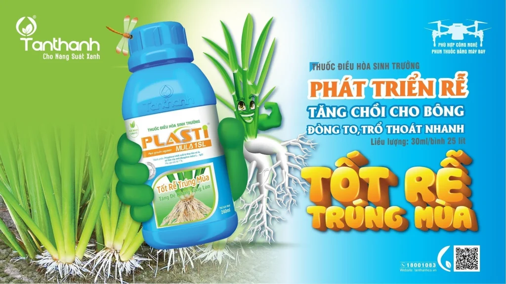 Lúa vào gạo liên tục bằng giải pháp sinh học Lacasoto 4SP