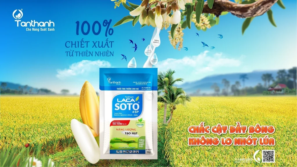 Lúa vào gạo liên tục bằng giải pháp sinh học Lacasoto 4SP