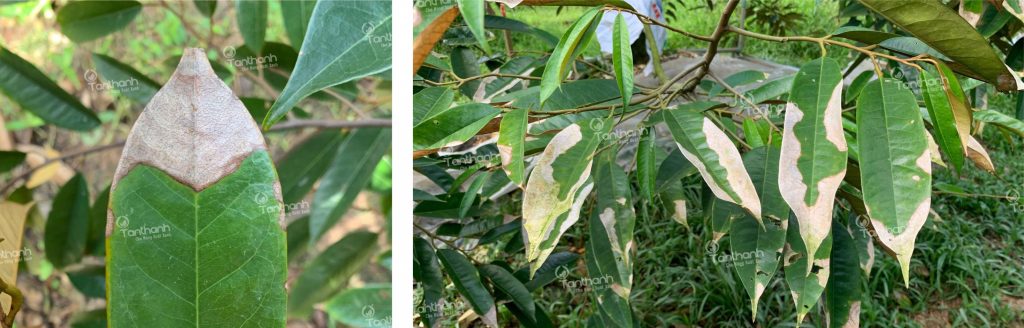 PHÒNG TRỪ SÂU BỆNH HẠI TRÊN SẦU RIÊNG ĐÚNG CÁCH
