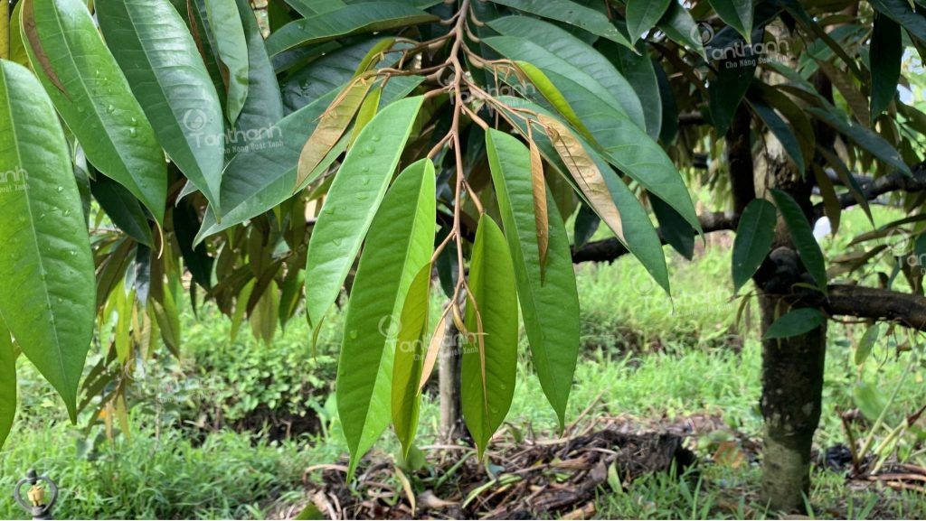 PHÒNG TRỪ SÂU BỆNH HẠI TRÊN SẦU RIÊNG ĐÚNG CÁCH