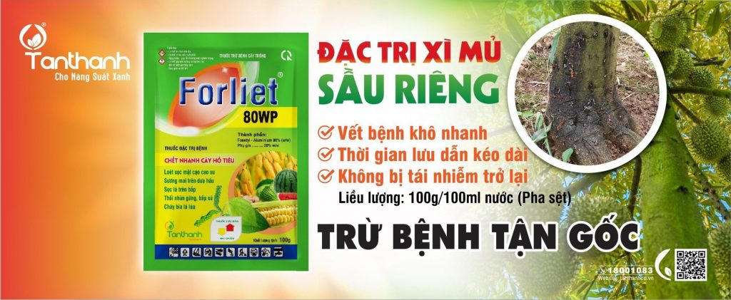 PHÒNG TRỪ SÂU BỆNH HẠI TRÊN SẦU RIÊNG ĐÚNG CÁCH