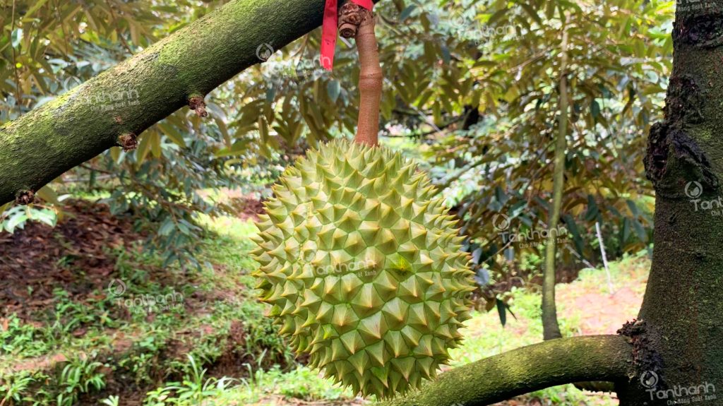 PHÒNG TRỪ SÂU BỆNH HẠI TRÊN SẦU RIÊNG ĐÚNG CÁCH