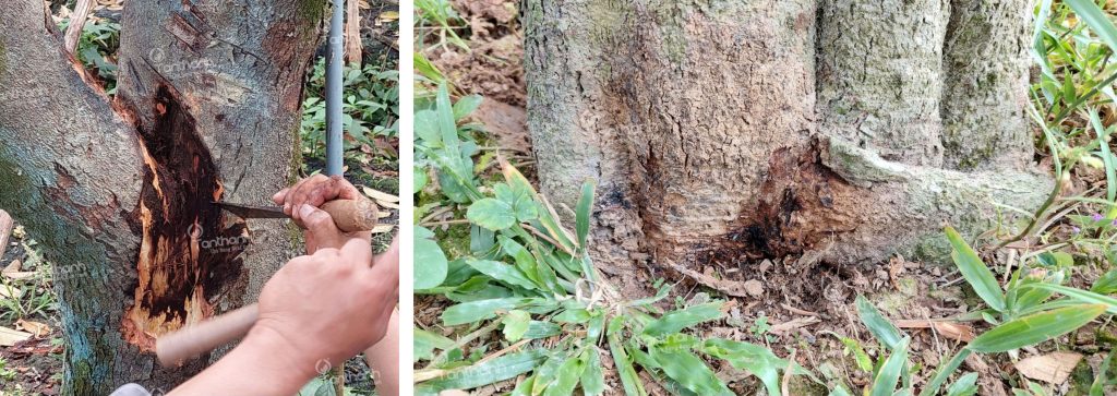 PHÒNG TRỪ SÂU BỆNH HẠI TRÊN SẦU RIÊNG ĐÚNG CÁCH