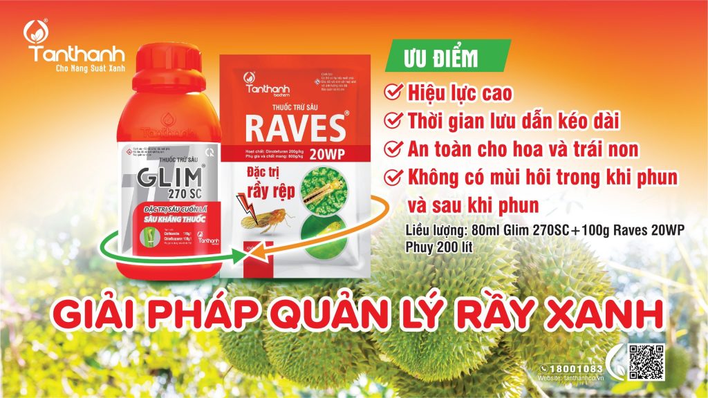 PHÒNG TRỪ SÂU BỆNH HẠI TRÊN SẦU RIÊNG ĐÚNG CÁCH