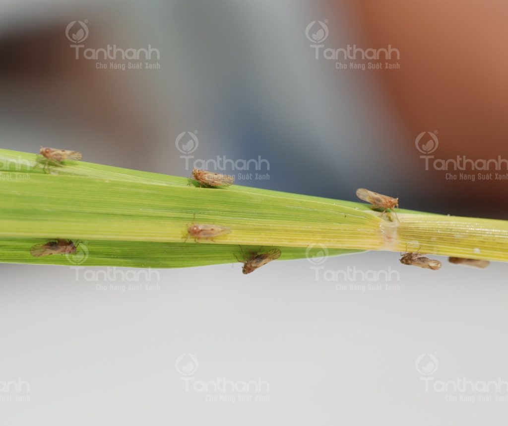 RẦY NÂU TẤN CÔNG MẠNH, BÀ CON CẦN LÀM GÌ?