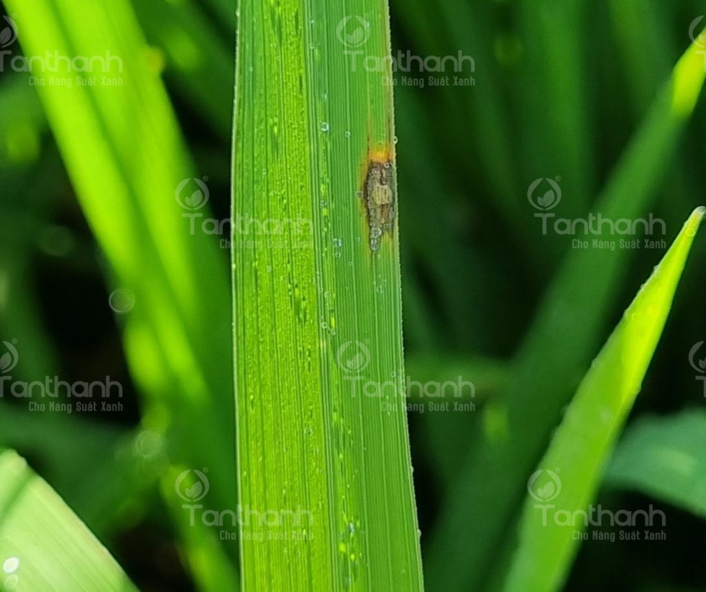 TIẾT TRỜI NHIỀU BIẾN ĐỔI, NHÀ NÔNG NÊN THẬN TRỌNG