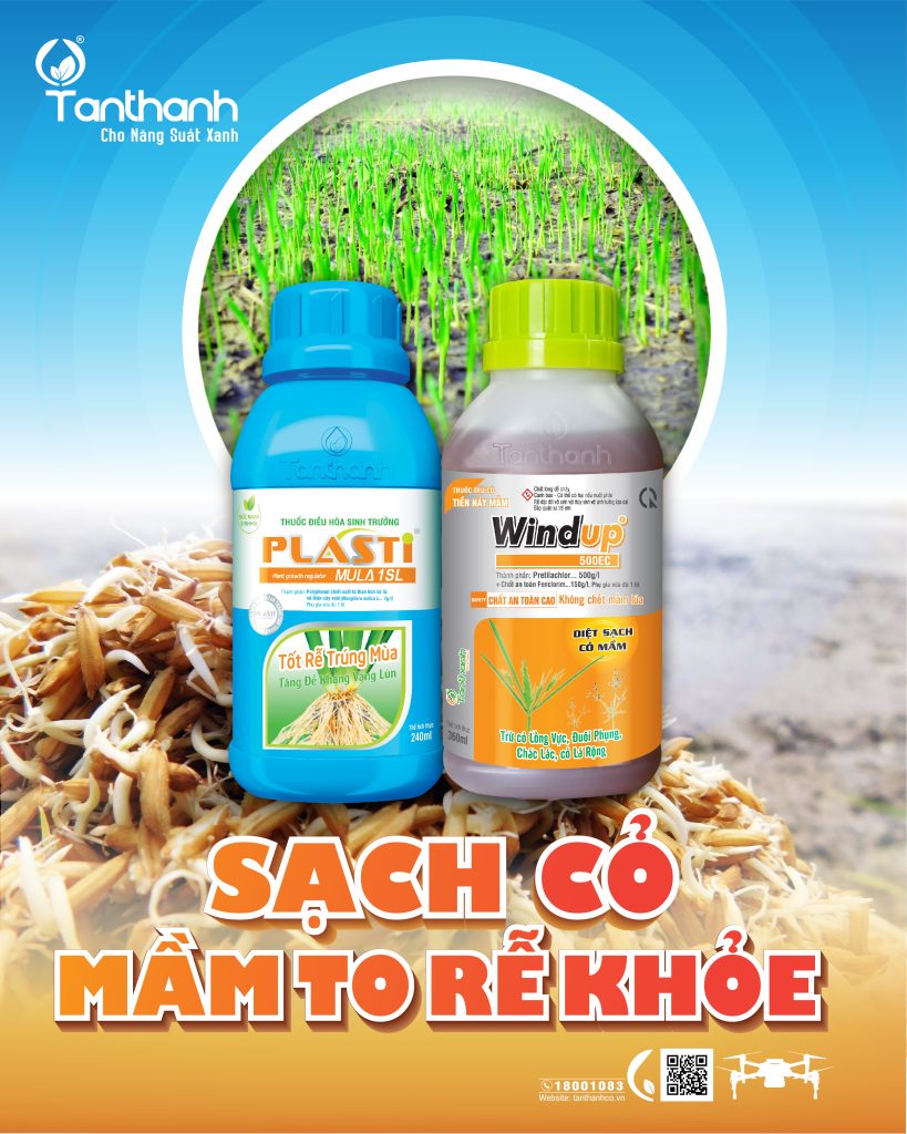 SẠCH CỎ MẦM TO RỄ KHỎE