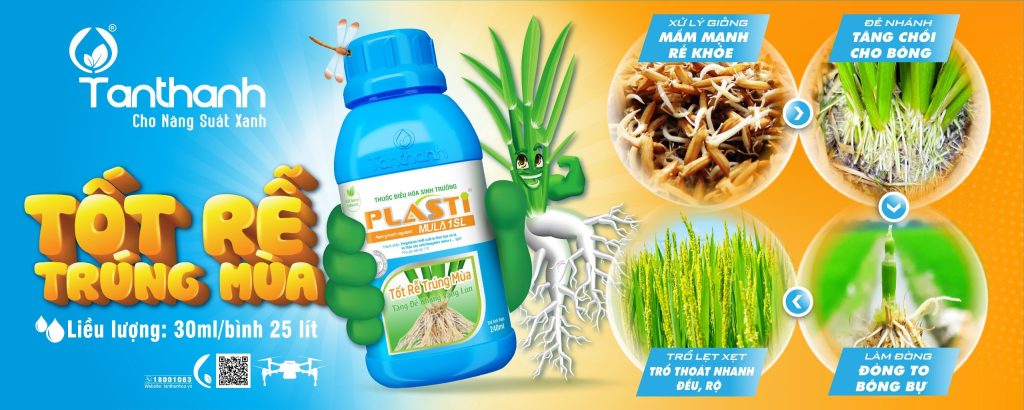 SẠCH CỎ MẦM TO RỄ KHỎE