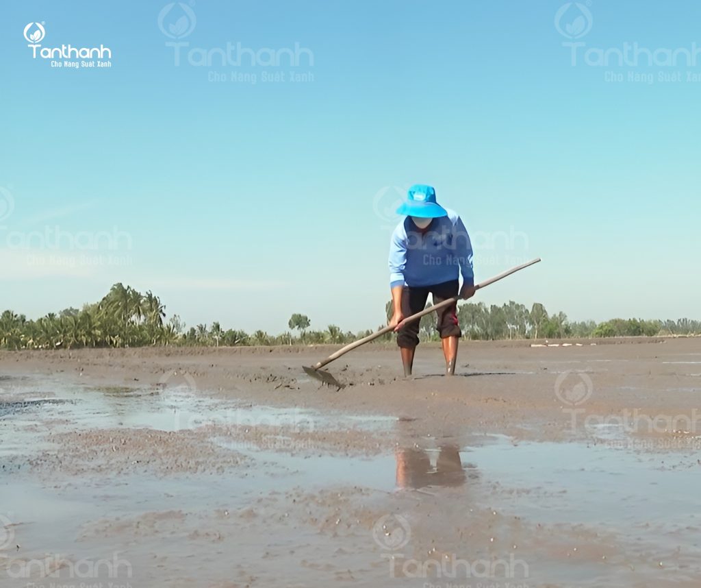 NGUYÊN NHÂN LÂY LAN LÚA CỎ VÀ GIẢI PHÁP QUẢN LÝ