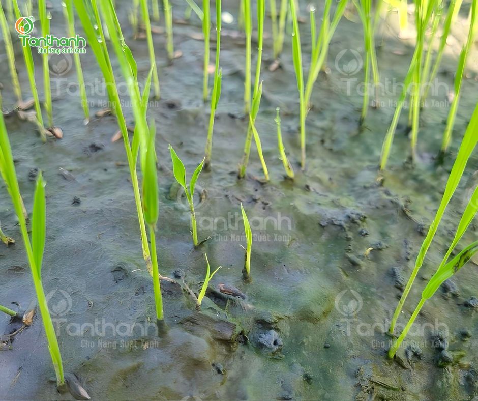 MUỐN QUẢN LÝ LÚA CỎ, PHẢI CHỌN ĐÚNG GIẢI PHÁP