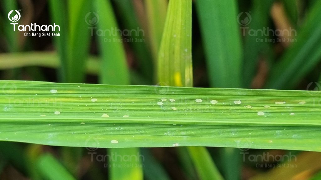QUẢN LÝ TỐT ĐỐI TƯỢNG RẦY PHẤN TRẮNG HẠI LÚA