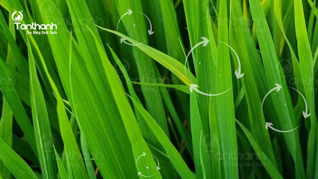 QUẢN LÝ TỐT ĐỐI TƯỢNG RẦY PHẤN TRẮNG HẠI LÚA