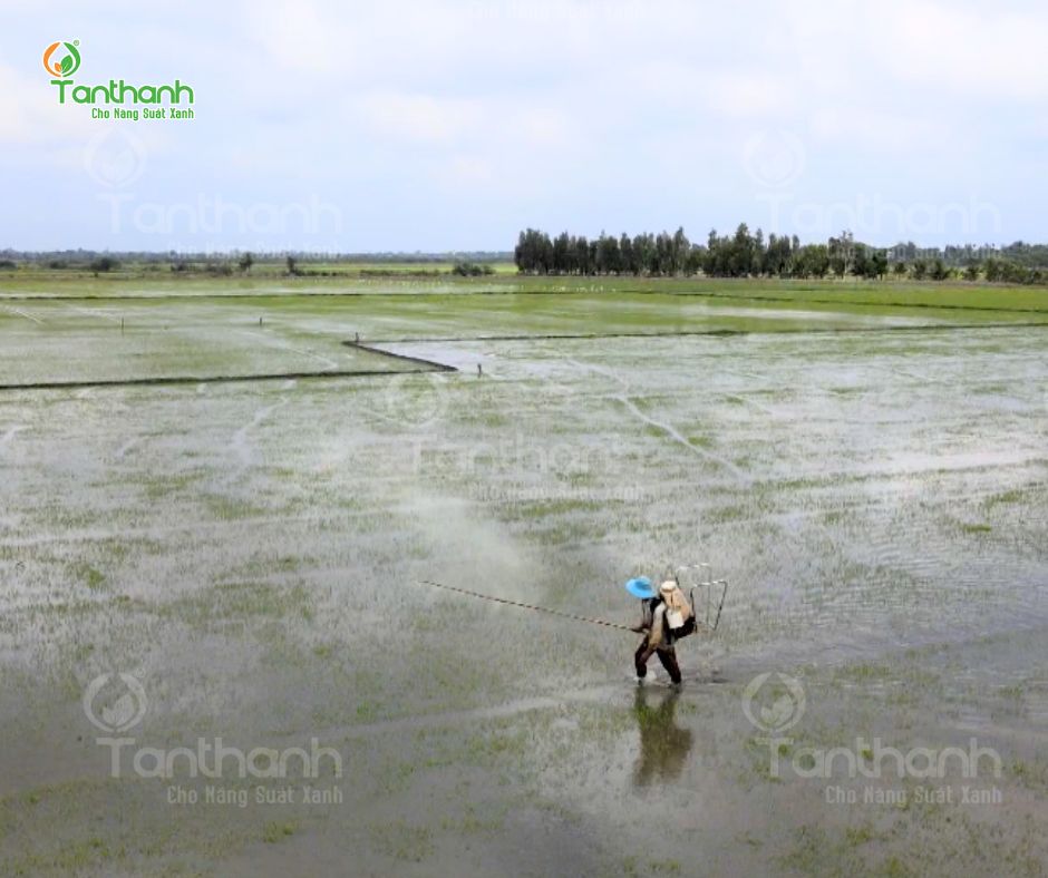 MUỐN QUẢN LÝ LÚA CỎ, PHẢI CHỌN ĐÚNG GIẢI PHÁP