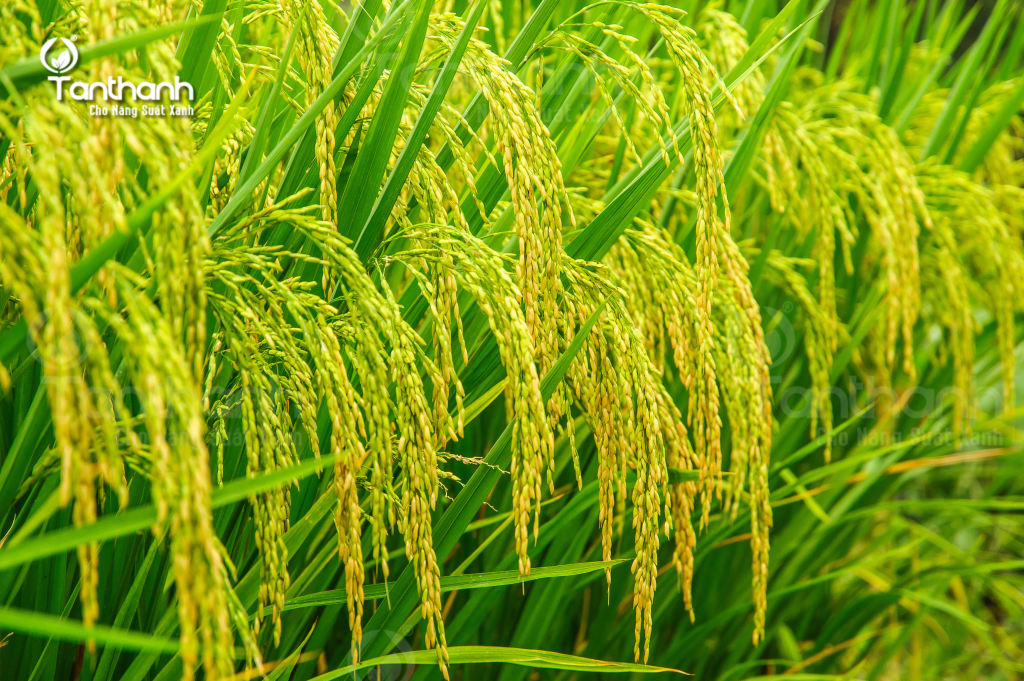 GIA TĂNG 500 – 900KG LÚA/HA