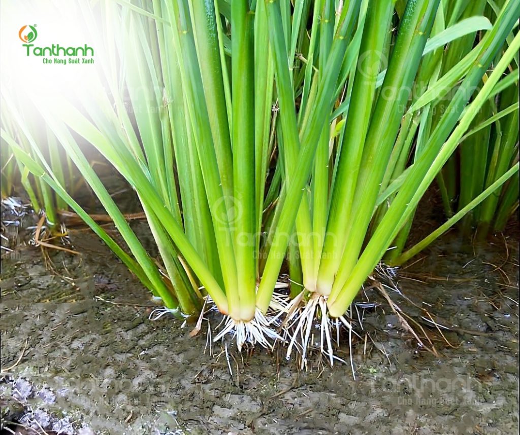 GIÚP LÚA NHANH PHỤC HỒI BẰNG GIẢI PHÁP SINH HỌC PLASTIMULA 1SL