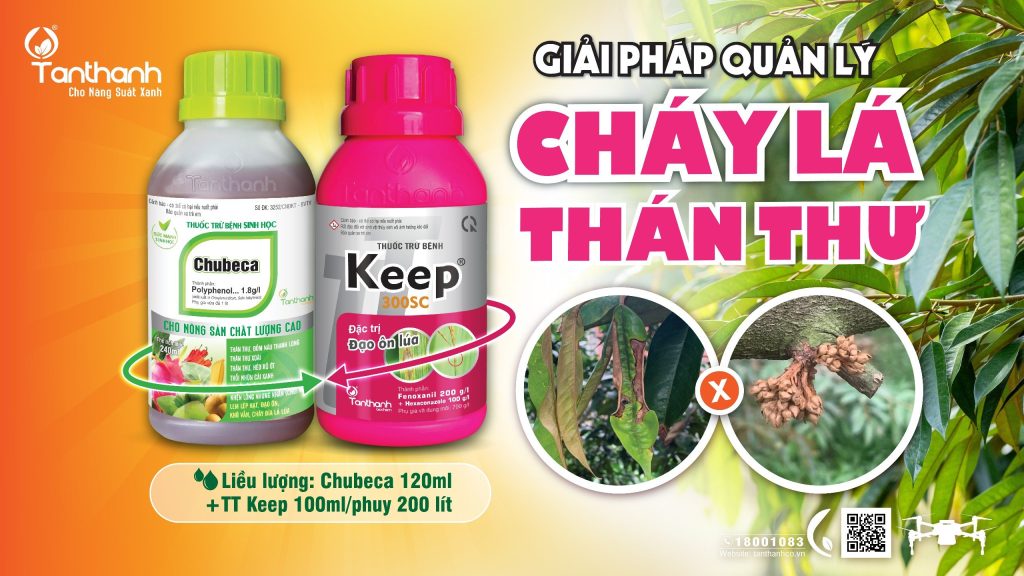 MÙA MƯA VÀ NHỮNG BỆNH HẠI ĐÁNG LO NGẠI TRÊN SẦU RIÊNG