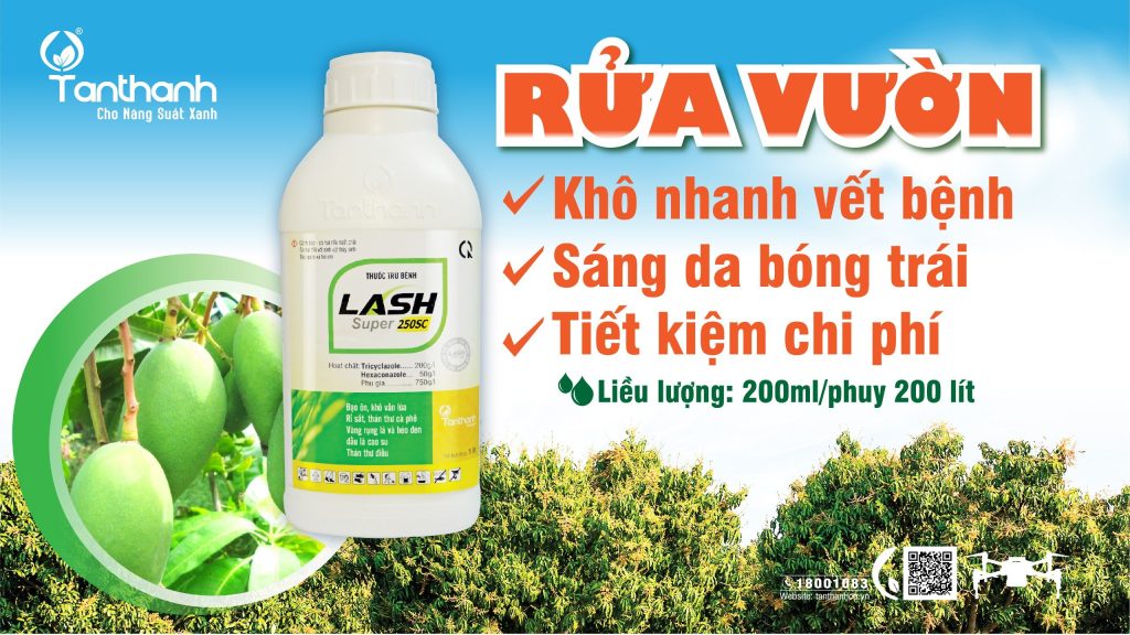 CẦN LÀM GÌ KHI THÁN THƯ TRÊN XOÀI ĐANG GÂY HẠI MẠNH
