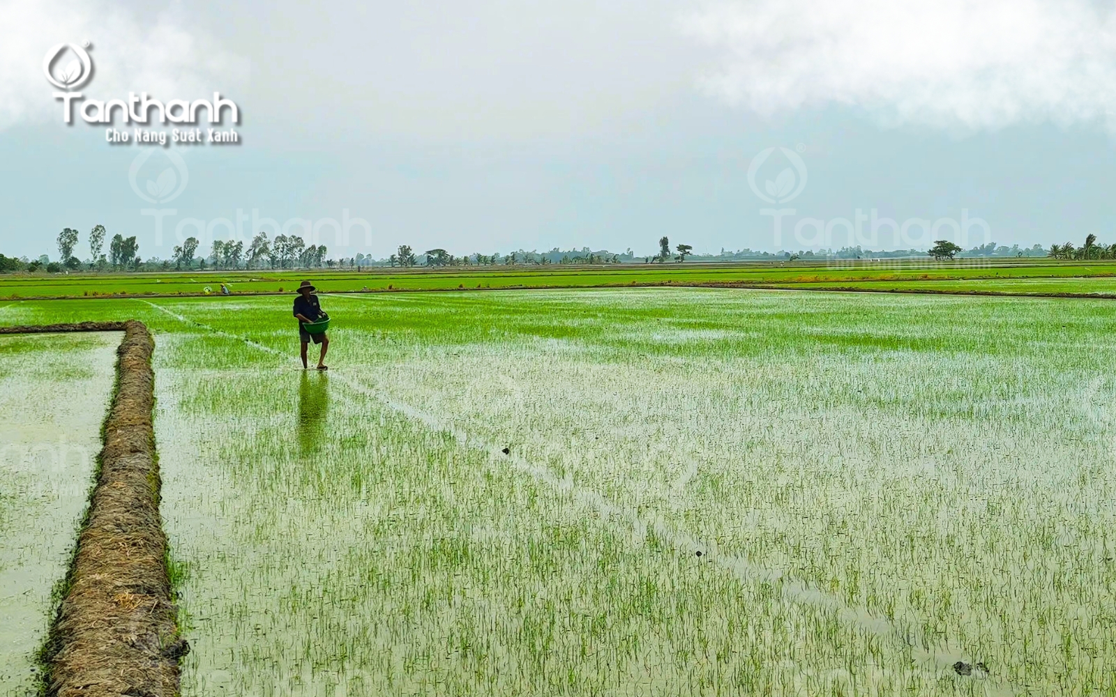 Hướng dẫn phòng trừ lúa cỏ đúng cách Hướng dẫn phòng trừ lúa cỏ đúng cách