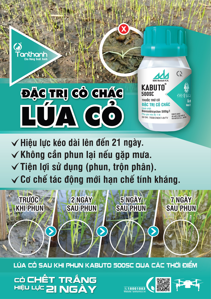 Hướng dẫn phòng trừ lúa cỏ đúng cách Hướng dẫn phòng trừ lúa cỏ đúng cách