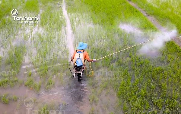 THUỐC CỎ HẬU NẢY MẦM VÀ LƯU Ý QUAN TRỌNG KHI PHUN 