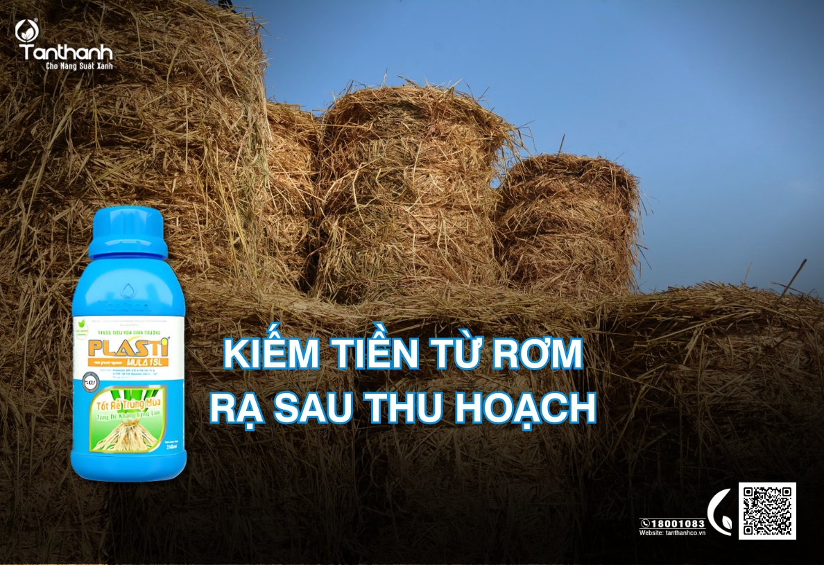 KIẾM TIỀN TỪ RƠM RẠ SAU THU HOẠCH
