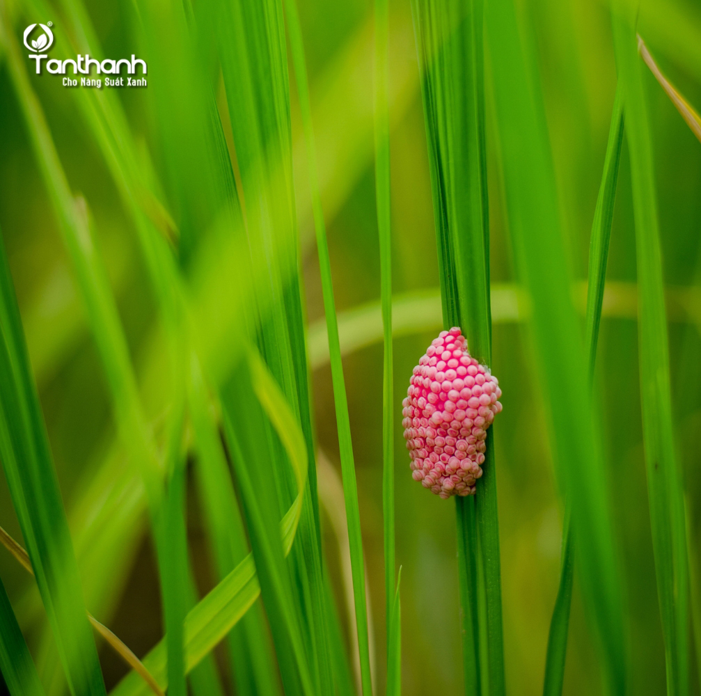 Món ngon từ ốc bươu vàng Món ngon từ ốc bươu vàng